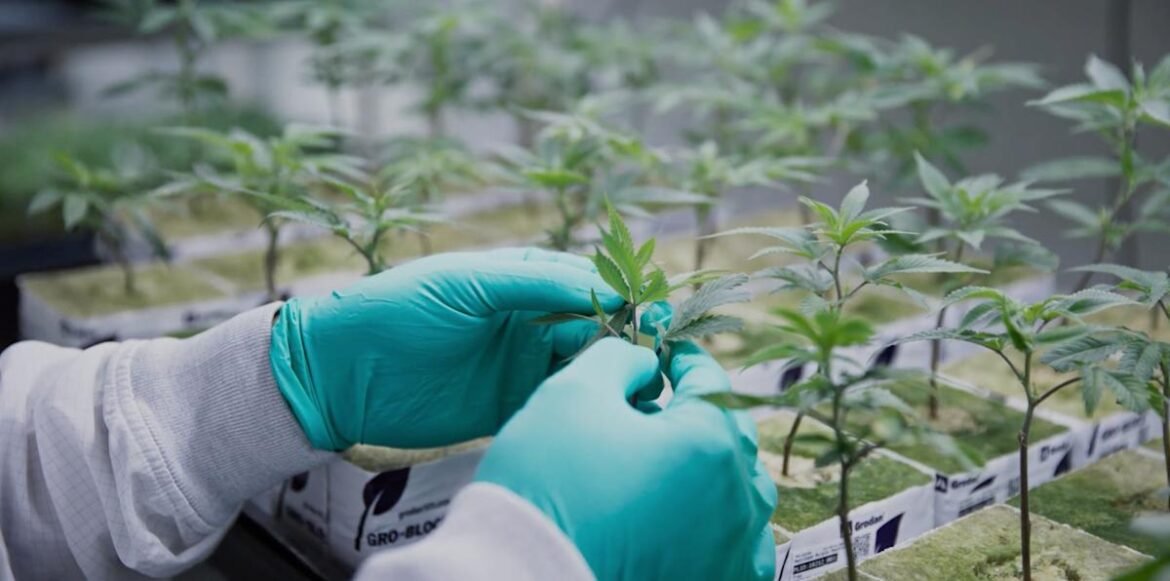 Penjualan Medis Melesat di Seluruh Dunia, Arus Kas Akan Positif – Laporan Pembaruan Kuartalan